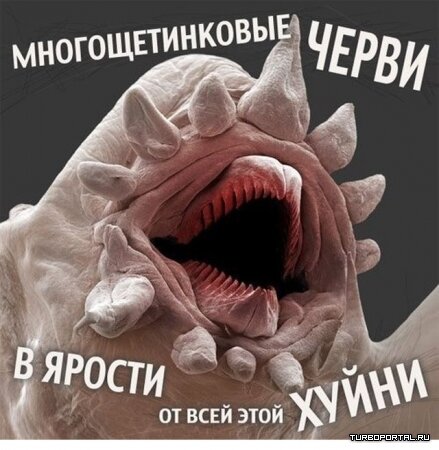 Многощетинковые черви в ярости от всей этой хуйни