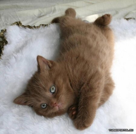 Британский короткошерстный котенок цвета корицы