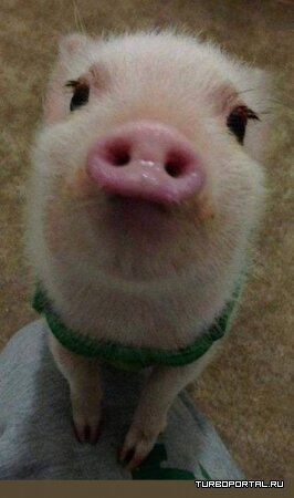 Свиньи тоже могут быть милыми.