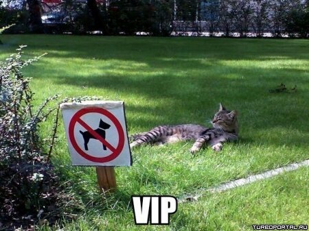 Кот на газоне - VIP