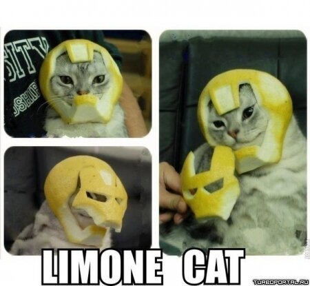 Лимонный кот / Limone cat
