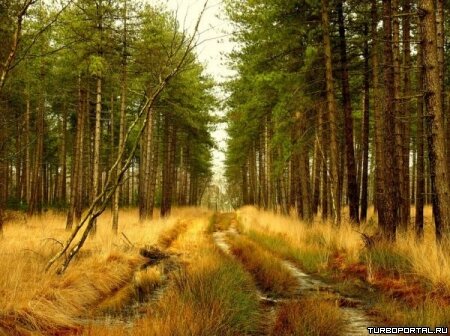 Пейзажи Ларса Ван Де Гура (Lars van de Goor)