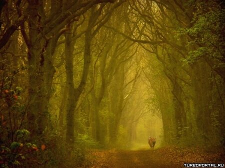 Пейзажи Ларса Ван Де Гура (Lars van de Goor)