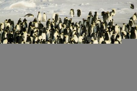 Антарктика глазами фотографа Джорджа Штайнмеца Антарктика глазами фотографа Джорджа Штайнмеца