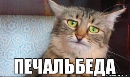 Кот ПЕЧАЛЬБЕДА