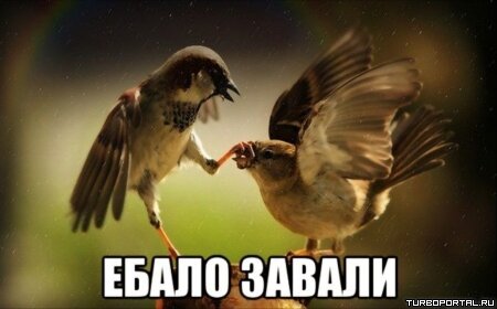 Воробей - ебало завали