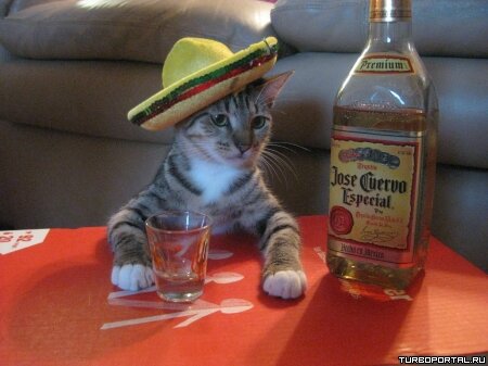 Кот в шляпе с бутылкой Текилы