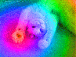 Радужный кот - гифка