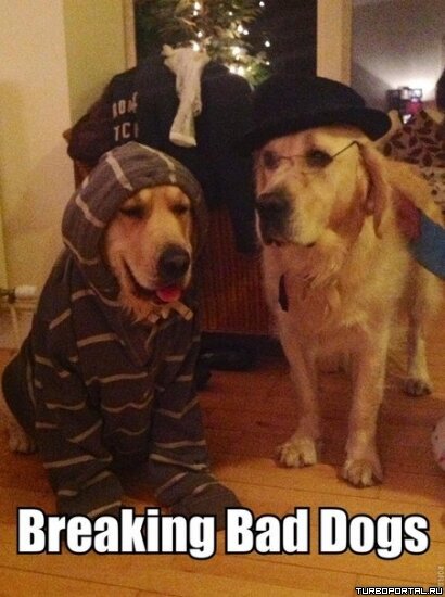 Breaking Bad dogs