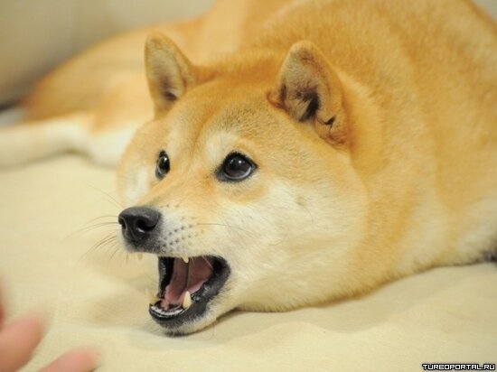 Doge such wow