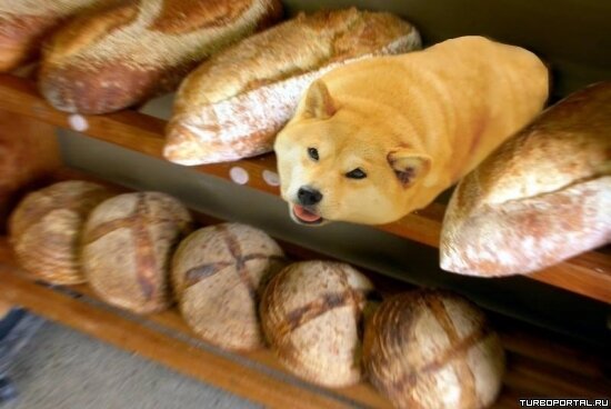 Doge bakery bread - Собака хлебная булка