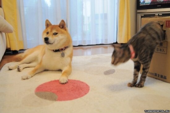 Собака "Doge" и котёнок - фото