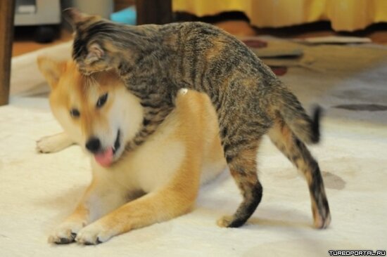 Собака "Doge" и котёнок - фото