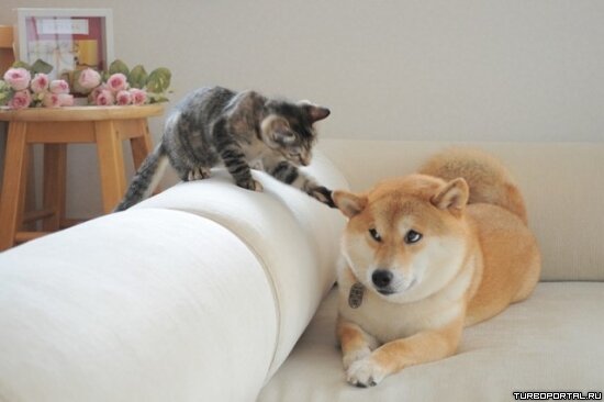 Собака "Doge" и котёнок - фото