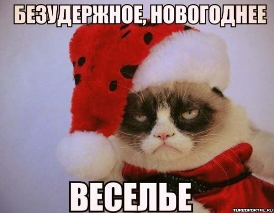 Безудержное, новогоднее веселье - Грустный кот в новогодней шапке