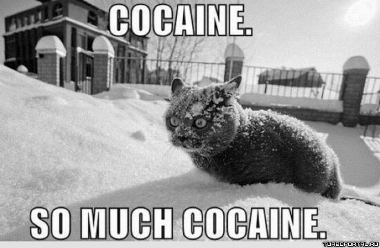 Cocaine. So much cocaine.