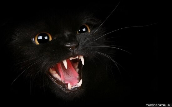 Чёрная кошка шипит - обои