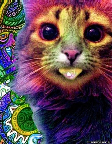 Радужный кот с маркой ЛСД на языке - гифка