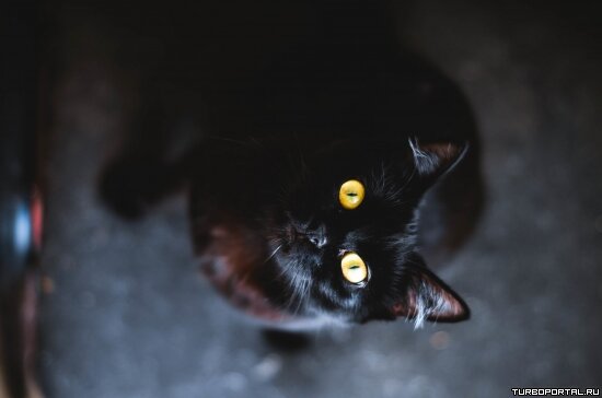 Чёрная кошка смотрит наверх - обои