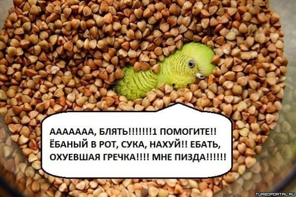 Попугай в гречке