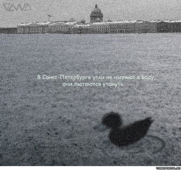 В Санкт-Петербурге утки не ныряют под воду, они пытаются утонуть.