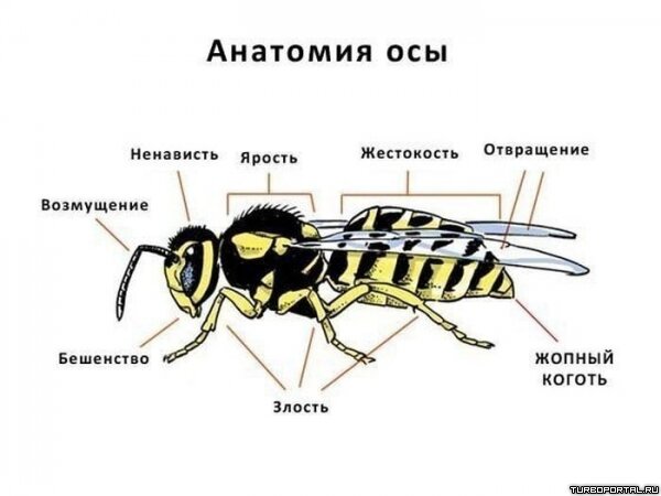Анатомия осы