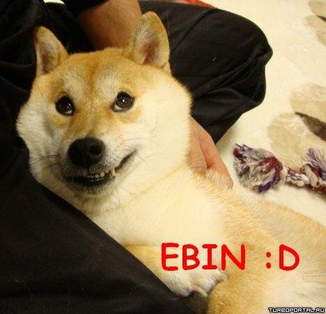 Doge Ebin :D