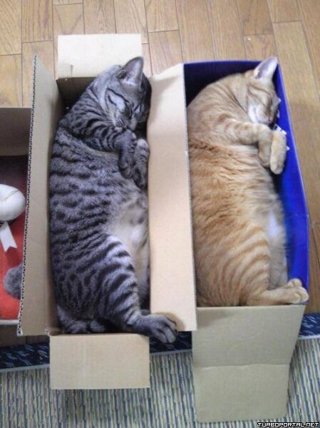 Кошки спящие в коробках (фото)