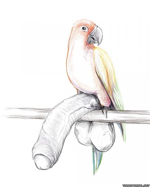 Попугай с членом (рисунок)