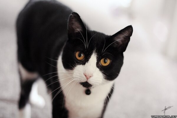 Чёрно-белый кот смотрит в камеру (фото)