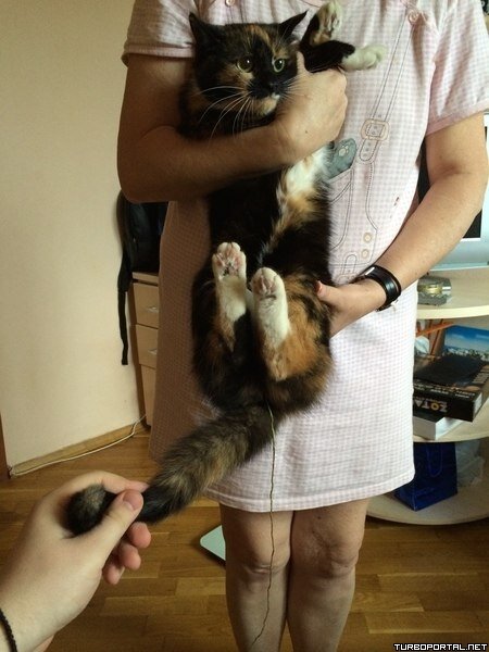 Кошка съела веревочку от йо–йо