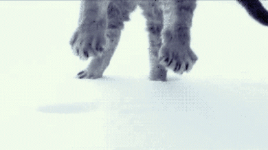 Кошка падает в снег (гифка)