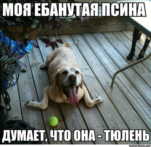 Моя ебанутая псина думает, что она - тюлень