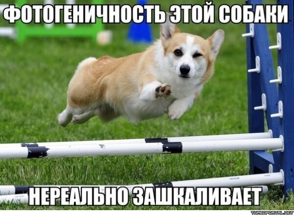 Фотогеничность этой собаки нереально зашкаливает