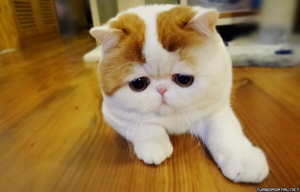 экзотическая короткошерстная кошка - Фото