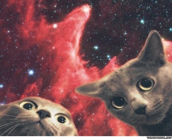 Упоротые кошки на фоне космоса