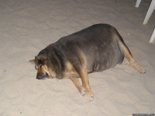 Жирная собака лежит на песке (фото)