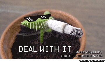 Растение мухоловка и сигарета - Deal with it (гифка)