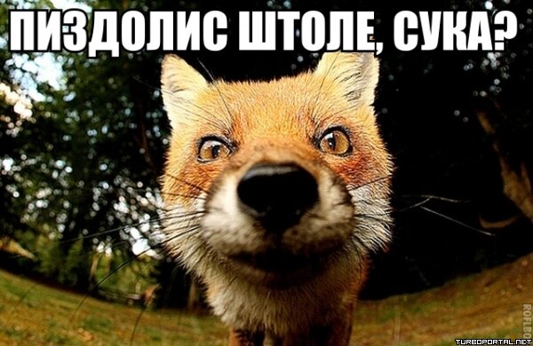 Пиздолис штоле, сука?