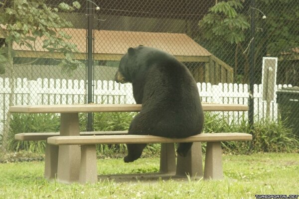 Медведь сидит на скамейке (шаблон)