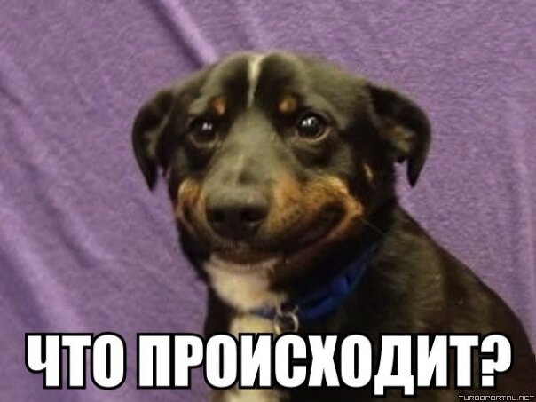 Грустная собака спрашивает «Что происходит?»