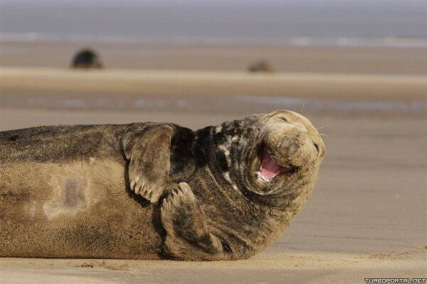 Морской слон смеётся (фото)
