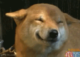 Японская улыбающаяся собака (гифка)