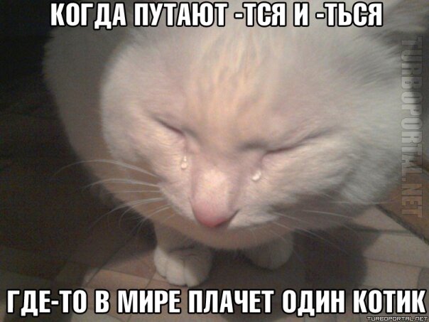 Когда путают -тся и -ться, где-то в мире плачет один котик